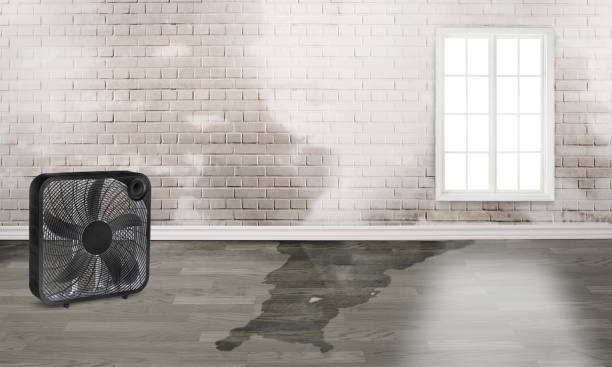 Best Basement water damage restoration  in Hazen, AR